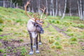 Local Reindeer farm visit with photographer (summer & autumn)