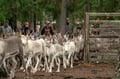 Local Reindeer farm visit with photographer (summer & autumn)