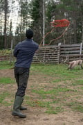 Local Reindeer farm visit with photographer (summer & autumn)