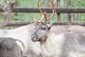 Local Reindeer farm visit with photographer (summer & autumn)