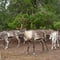 Local Reindeer farm visit with photographer (summer & autumn)