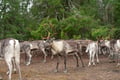 Local Reindeer farm visit with photographer (summer & autumn)