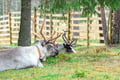 Local Reindeer farm visit with photographer (summer & autumn)