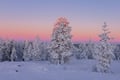 Backcountry Ski Adventure in Lapland (Beginner)