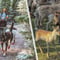 Reindeer & Husky Tour in Summer / Autumn