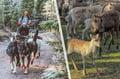 Reindeer & Husky Tour in Summer / Autumn