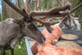 Reindeer & Husky Tour in Summer / Autumn