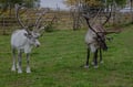 Reindeer & Husky Tour in Summer / Autumn