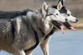 Reindeer & Husky Tour in Summer / Autumn