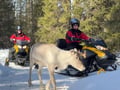 Snowmobile Safari to Reindeer Farm, Levi — authentic local experience