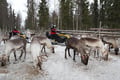 Snowmobile Safari to Reindeer Farm, Levi — authentic local experience