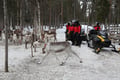Snowmobile Safari to Reindeer Farm, Levi — authentic local experience