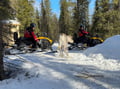 Snowmobile Safari to Reindeer Farm, Levi — authentic local experience