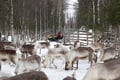 Snowmobile Safari to Reindeer Farm, Levi — authentic local experience