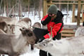 Snowmobile Safari to Reindeer Farm, Levi — authentic local experience