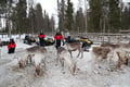 Snowmobile Safari to Reindeer Farm, Levi — authentic local experience