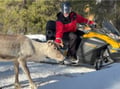 Snowmobile Safari to Reindeer Farm, Levi — authentic local experience