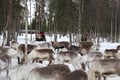 Snowmobile Safari to Reindeer Farm, Levi — authentic local experience