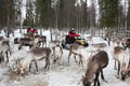 Snowmobile Safari to Reindeer Farm, Levi — authentic local experience