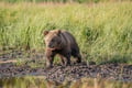 The Ultimate Arctic Animals Trip in Lapland