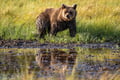 The Ultimate Arctic Animals Trip in Lapland