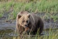The Ultimate Arctic Animals Trip in Lapland