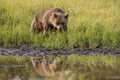 The Ultimate Arctic Animals Trip in Lapland