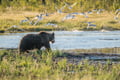 The Ultimate Arctic Animals Trip in Lapland