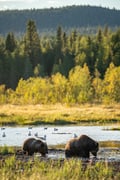 The Ultimate Arctic Animals Trip in Lapland