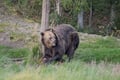 The Ultimate Arctic Animals Trip in Lapland