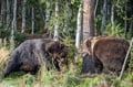 The Ultimate Arctic Animals Trip in Lapland