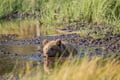 The Ultimate Arctic Animals Trip in Lapland