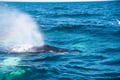 Whale blowing water during a wildlife cruise in Reykjavík