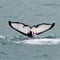 Whale Watching Express Adventure