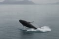 Humpback whale breaching above the ocean near Iceland