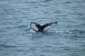 Whale tail above the water during a Reykjavík whale watching trip