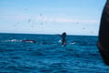 Whale surfacing in the ocean during a wildlife cruise in Iceland