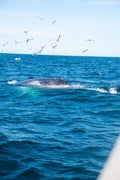 Whale Watching tour from Reykjavik