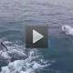 An Unforgettable Arctic Evening with Whales, Puffins & Endless Daylight