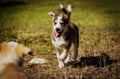 Rovaniemi: Autumn Husky Safari - Drive Your Own Husky Team (5-8 km), Small Group & BBQ