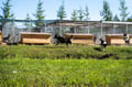 Rovaniemi: Autumn Husky Safari - Drive Your Own Husky Team (5-8 km), Small Group & BBQ