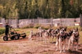 Rovaniemi: Autumn Husky Safari - Drive Your Own Husky Team (5-8 km), Small Group & BBQ