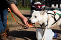 Rovaniemi: Autumn Husky Safari - Drive Your Own Husky Team (5-8 km), Small Group & BBQ