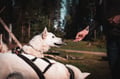 Rovaniemi: Autumn Husky Safari - Drive Your Own Husky Team (5-8 km), Small Group & BBQ