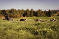 Rovaniemi: Autumn Husky Safari - Drive Your Own Husky Team (5-8 km), Small Group & BBQ