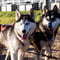 Rovaniemi: Autumn Husky Safari - Drive Your Own Husky Team (5-8 km), Small Group & BBQ