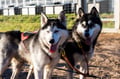 Rovaniemi: Autumn Husky Safari - Drive Your Own Husky Team (5-8 km), Small Group & BBQ