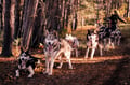 Rovaniemi: Autumn Husky Safari - Drive Your Own Husky Team (5-8 km), Small Group & BBQ