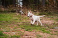 Rovaniemi: Autumn Husky Safari - Drive Your Own Husky Team (5-8 km), Small Group & BBQ