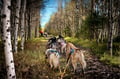 Rovaniemi: Autumn Husky Safari - Drive Your Own Husky Team (5-8 km), Small Group & BBQ